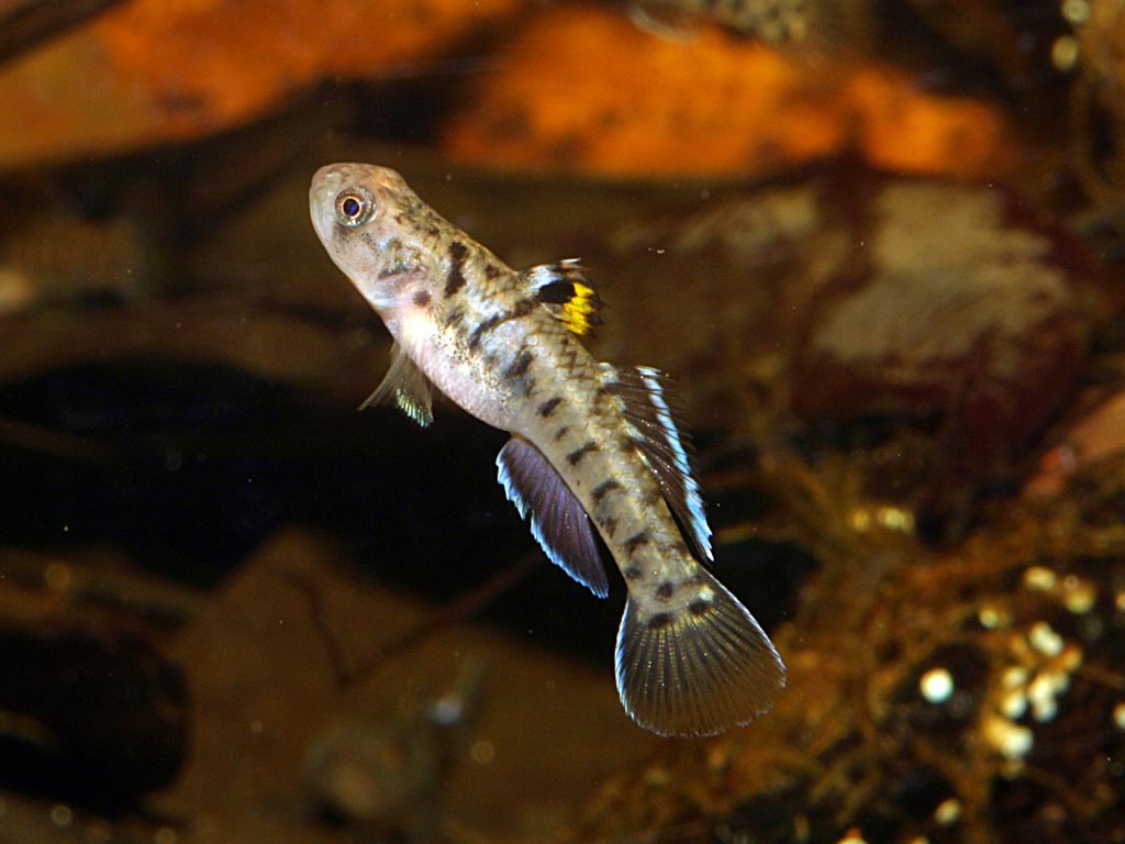 Mugilogobius wilsoni Larson, 2001